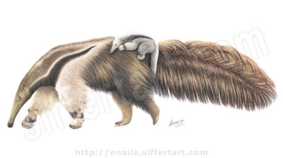 giant anteater - colored pencils drawing