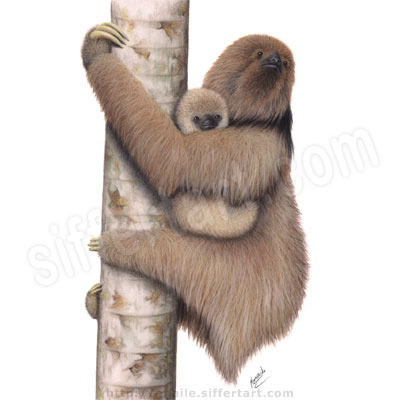 maned three-toed sloth - soft pastels drawing